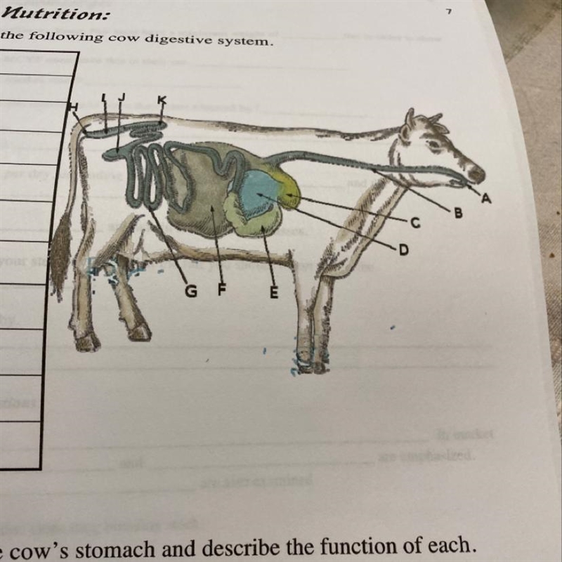 Label the cows digestive system-example-1