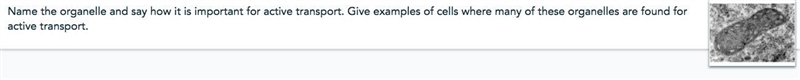 Name the organelle and say how it is important for active transport. Give examples-example-1