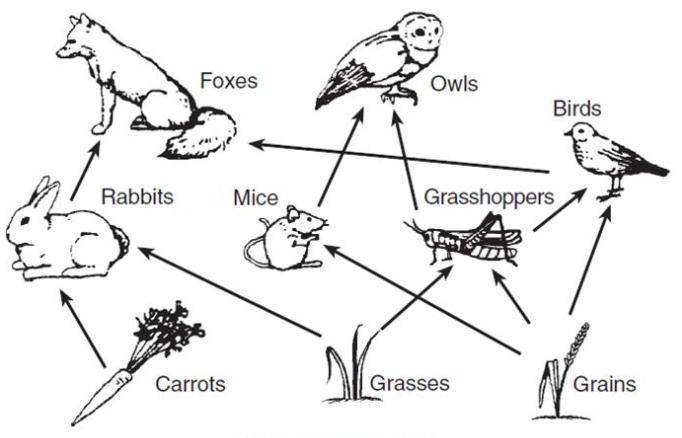 Which organism in the diagram is an autotroph? Group of answer choices Grains Rabbit-example-1