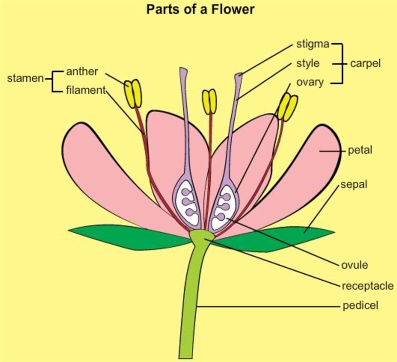 This flower has male and female reproductive parts. Identify the flower’s male reproductive-example-1