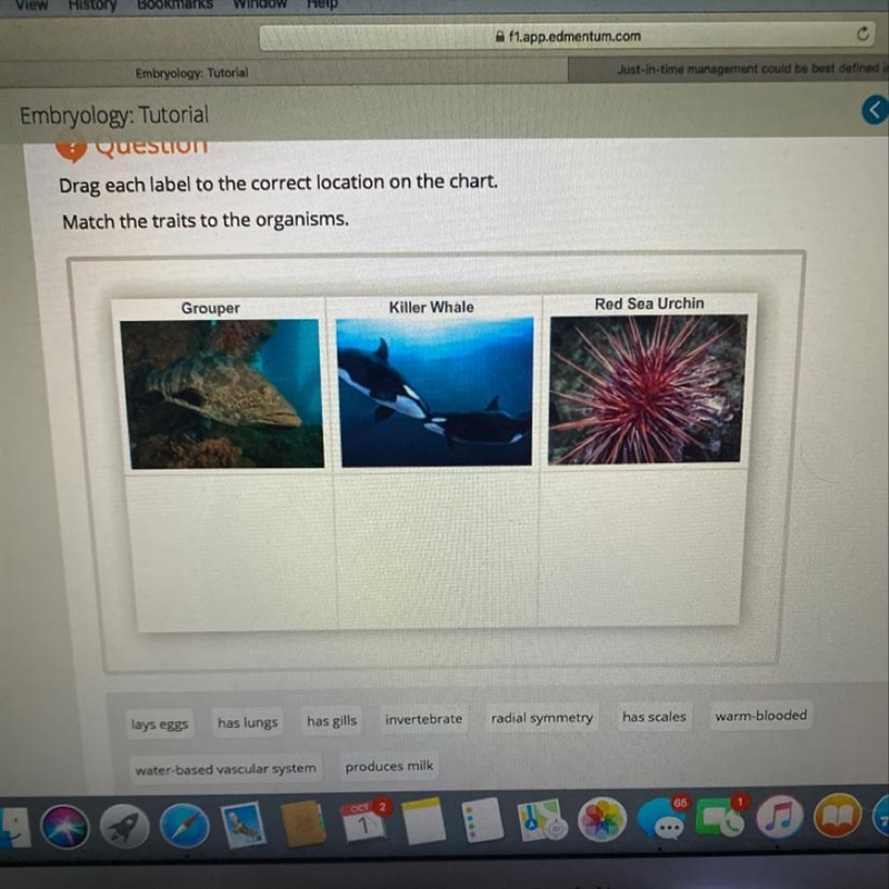 Drag each label to the correct location chart. Match the traits to the organism-example-1