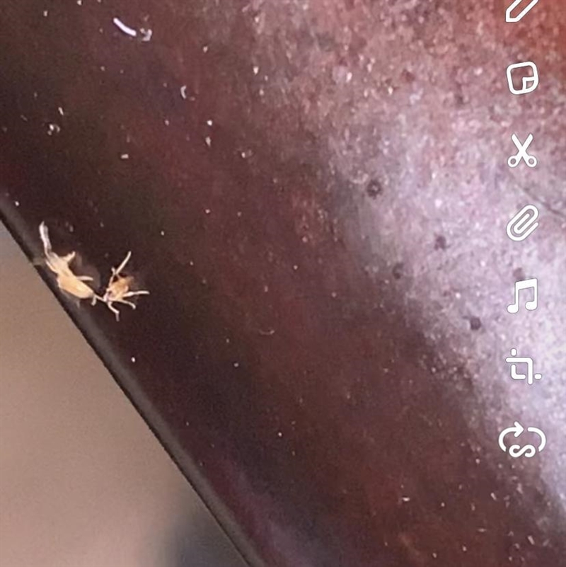 What bug is this?????-example-1