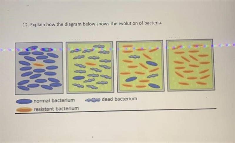 Explain how the diagram below shows the evolution of bacteria? (60 POINTS)-example-1