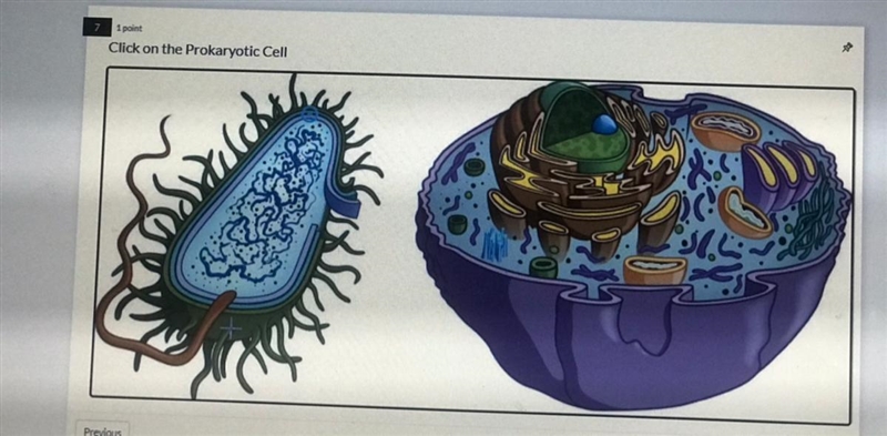 Where is the prokaryotic cell-example-1