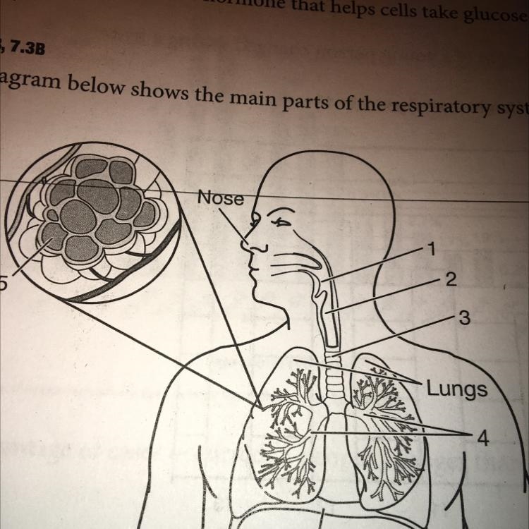 The diagram below shows the main parts of the respiratory system. Nose ch 3 Lungs-example-1