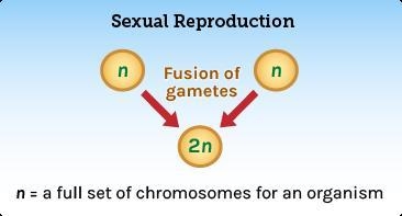 This diagram summarizes sexual reproduction. Explain why meiosis rather than mitosis-example-1