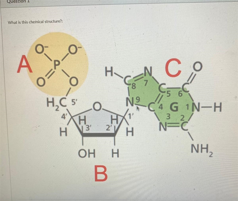 What is this chemical structure? Answer options A. Nucleotide B. Amino Acid C. Phospholipid-example-1