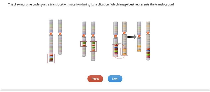 The chromosome undergoes a translocation mutation during its replication. Which image-example-1