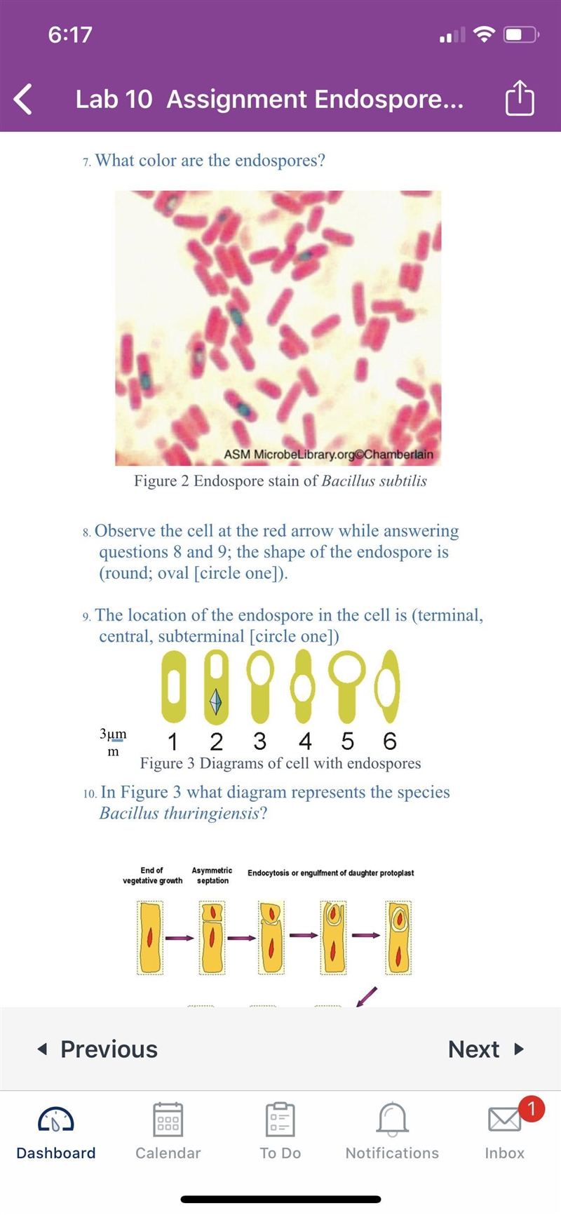 After staining what should be the color of vegetative cells-example-1