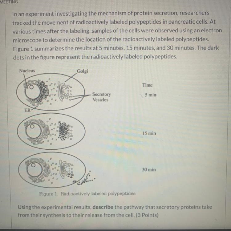 !!URGENT!! In an experiment investigating the mechanism of protein secretion, researchers-example-1