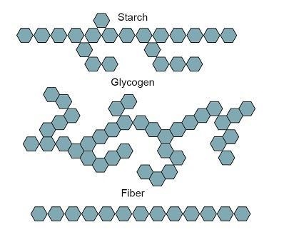 Storage carbohydrates and fiber in both plants and animals are made from glucose but-example-1