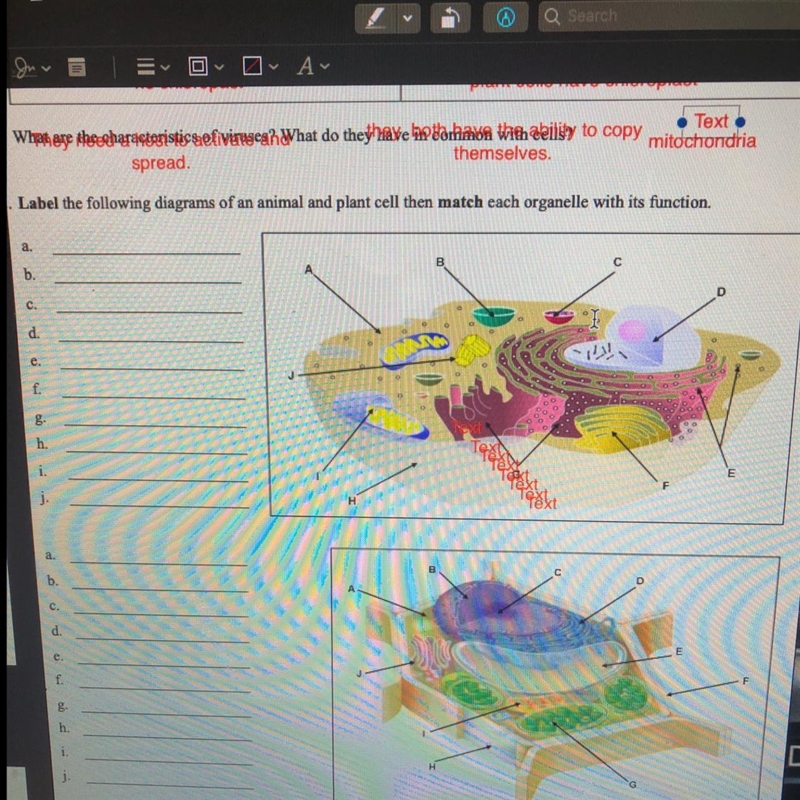 Label the following diagrams of an animal and plant cell then match each organelle-example-1