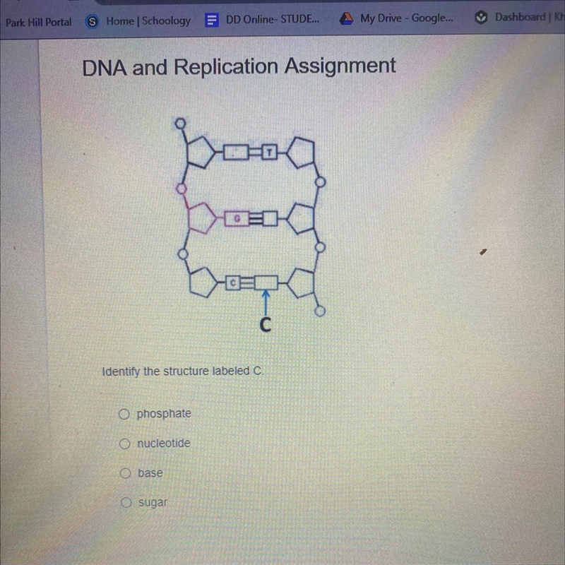 Identify the structure labeled C A. Phosphate B. Nucleotide C. Base D. Sugar-example-1