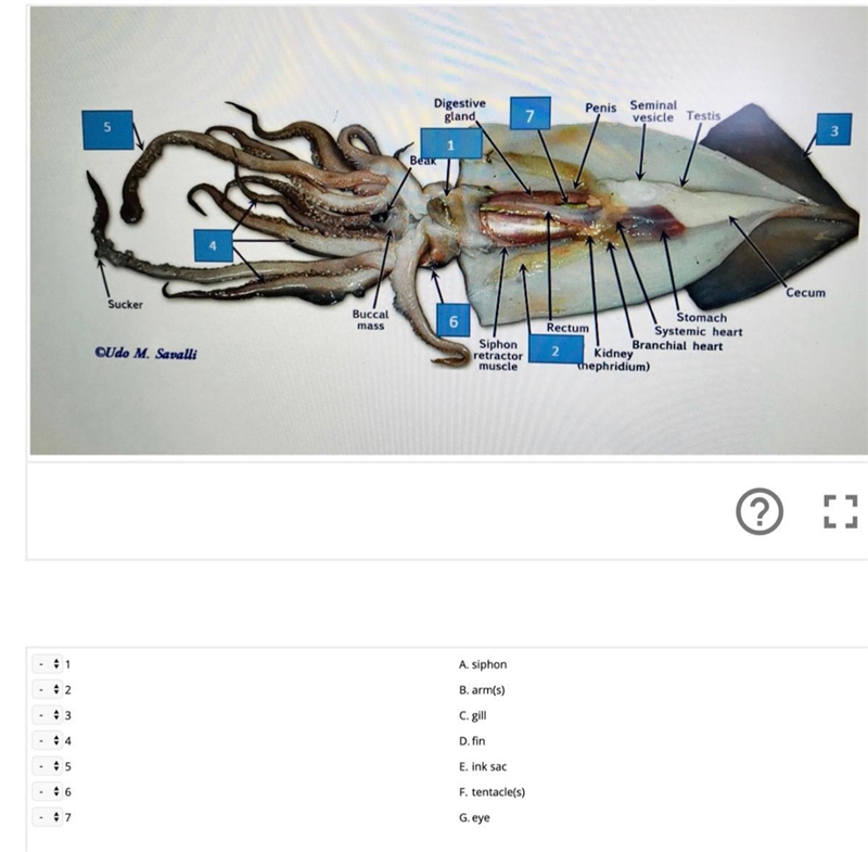 Please look at the picture to answer and there is the answer options! ASAP Squid diagram-example-1