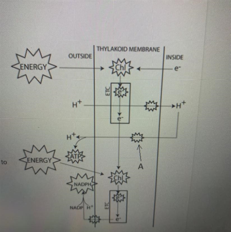 Which part of photosynthesis is represented by the diagram to the right-example-1