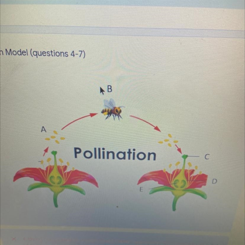 Which part of the flower accepts the pollen-example-1