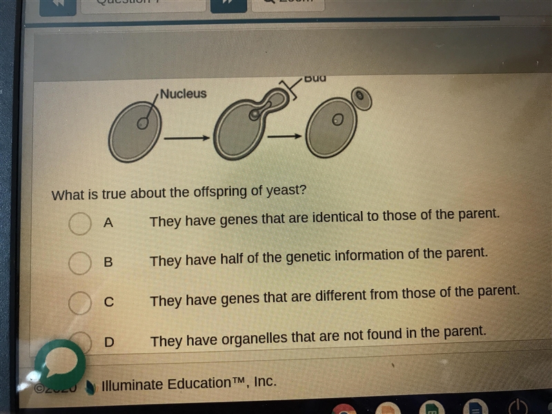 Timed! What is true about the off spring of yeast? (Picture shown)-example-1