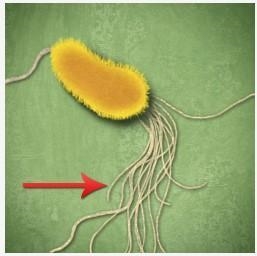 What is the function of the structure identified by the red arrow? A) Mobility B) Protection-example-1