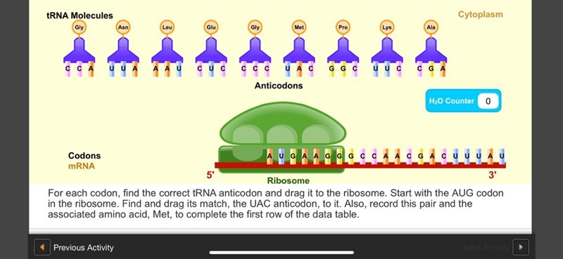 Help me with putting these codons together please!!!!-example-1