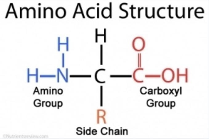 What is the structure shown in the figure? Proteins Nucleic acids Carbohydrates Lipids-example-1