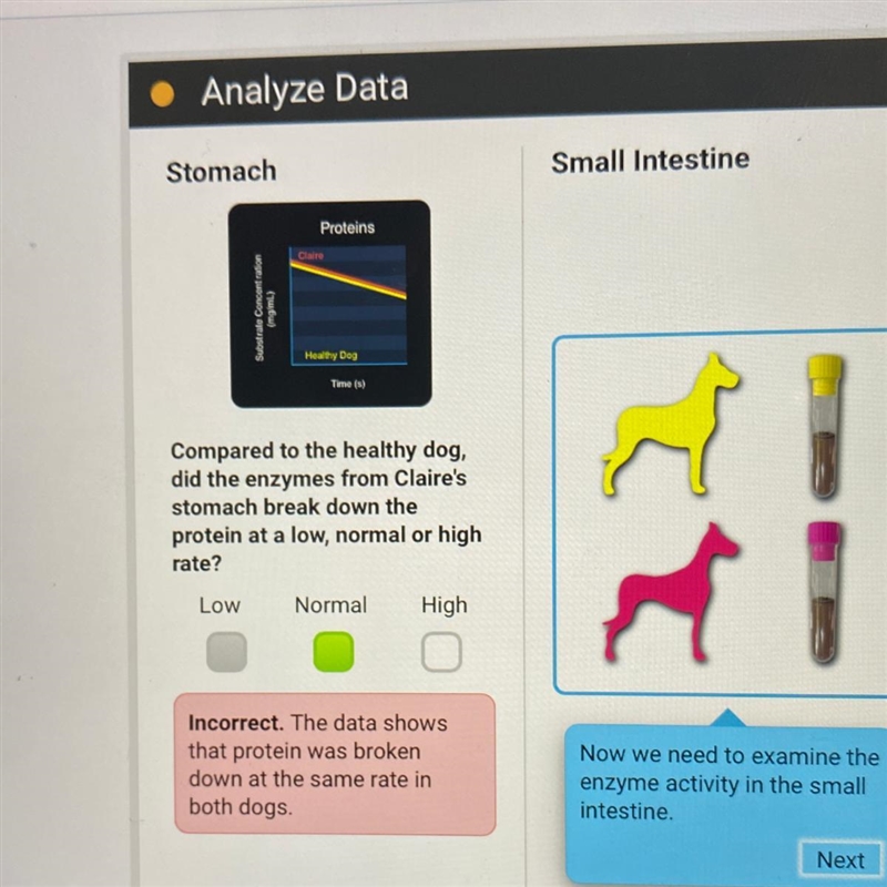 Compared to healthy dog, did the enzymes from Claire’s stomach break down the protein-example-1