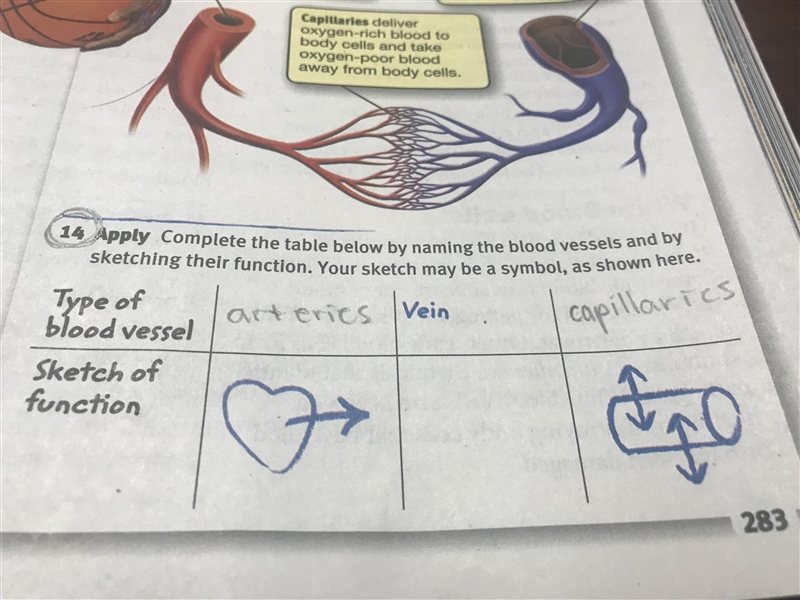 Complete the table below by naming the blood vessels and sketching their function-example-1