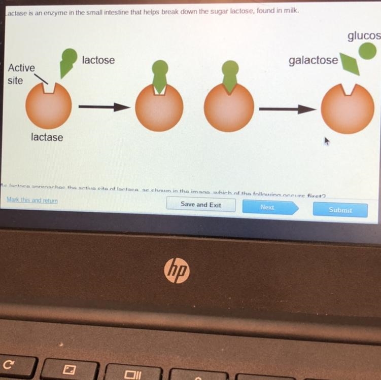 Lactase is an enzyme in the small intestine that helps break down the sugar lactose-example-1