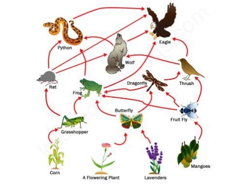 If a virus were to infect the rat in the food web pictured below, which organism(s-example-1