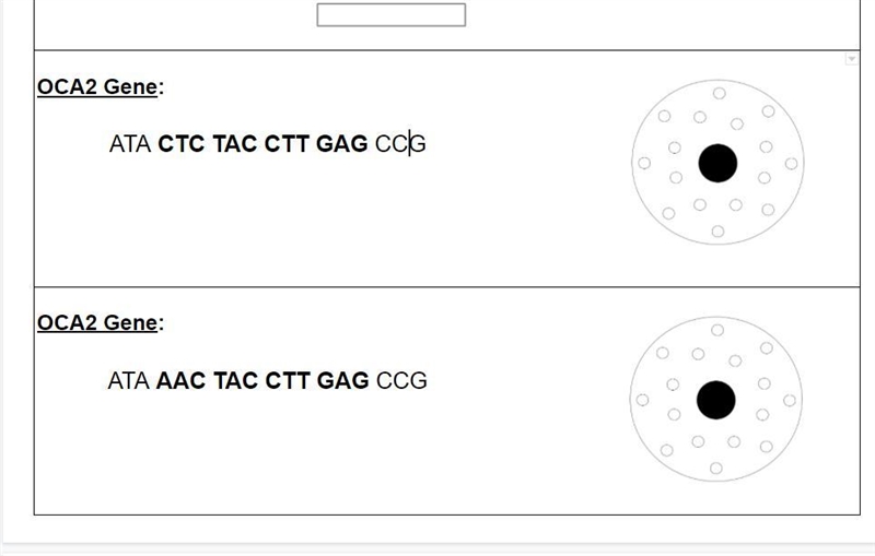 DNA TO PROTEIN How is DNA used to “make” Proteins? OCA2 Gene: ATA CTC TAC CTT GAG-example-1