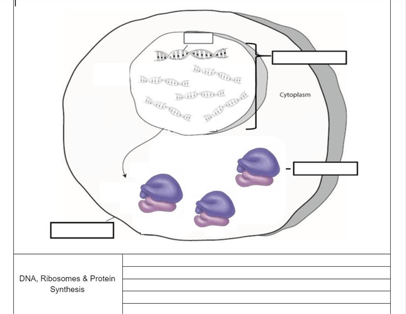 DNA TO PROTEIN How is DNA used to “make” Proteins? OCA2 Gene: ATA CTC TAC CTT GAG-example-3