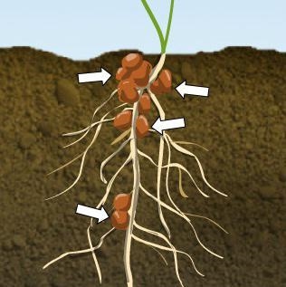 How do plants get the nitrogen they need? A. From bacteria living in their roots B-example-1