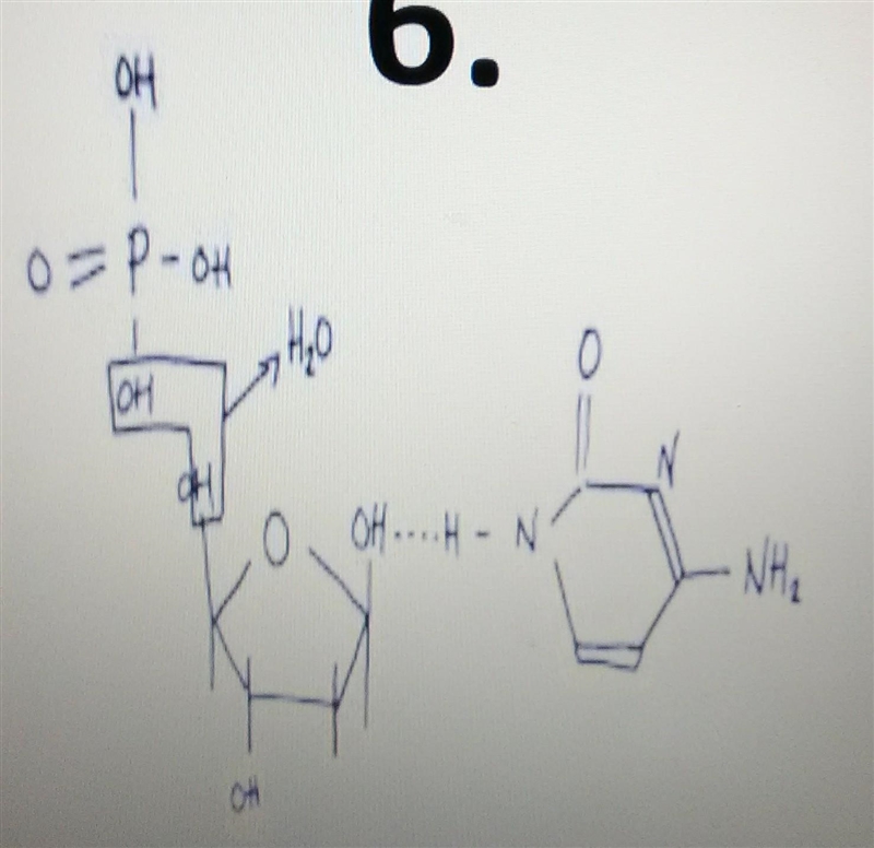 What compound is this? Carbohydrates Lipids Nucleic acids Proteins ​​​-example-1