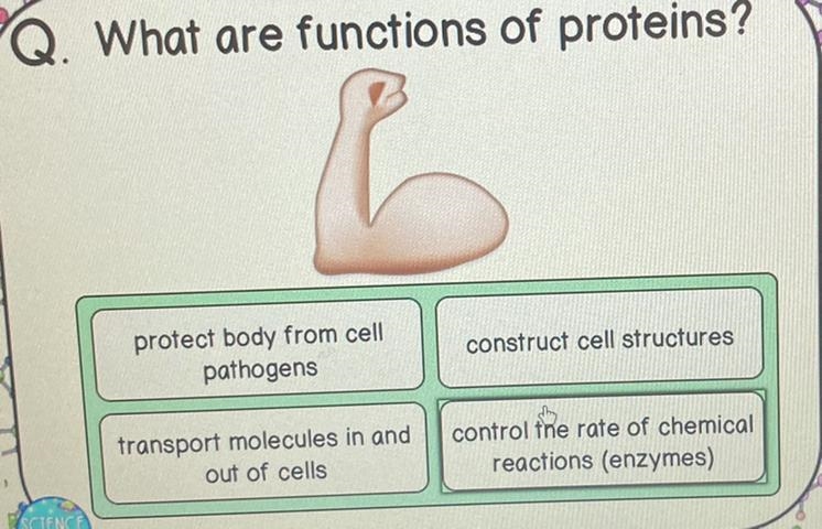 What are the functions of proteins?-example-1