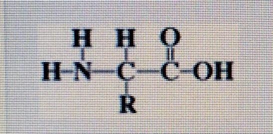 Which of the following correctly describes the image below? Protein Molocule RNA Molocule-example-1