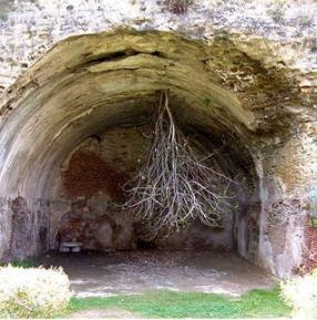 An image of a plant growing in a tunnel is shown. Which tropism is best illustrated-example-1