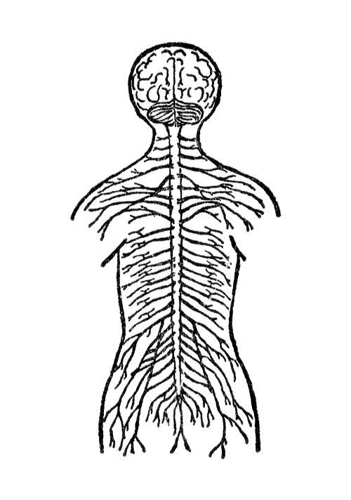 What is the function of the system shown below? * A. The nervous system removes waste-example-1