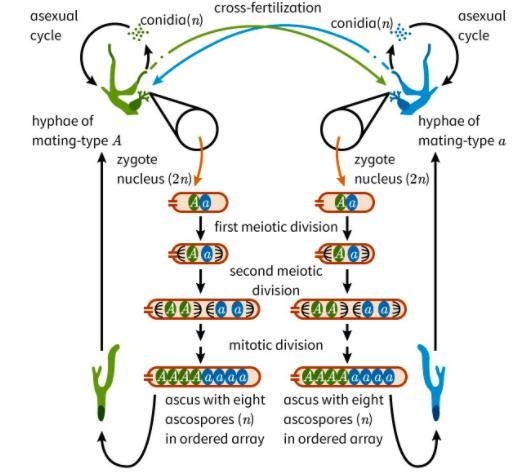 A fungus with white spores cross fertilizes a fungus with black spores. If 10% of-example-2