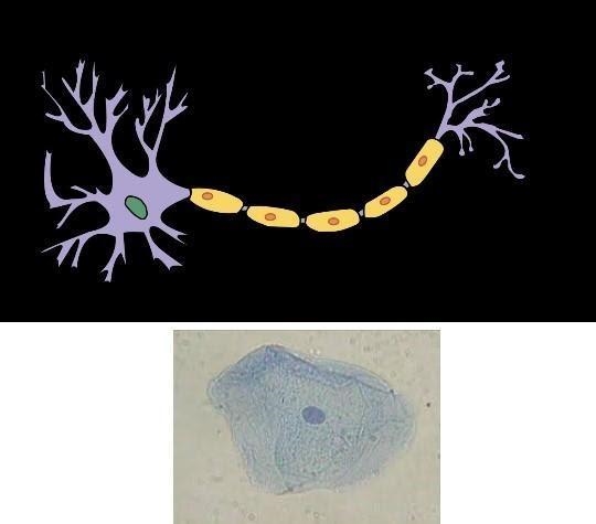 Look at the two cells above (show to scale, one drawn in purple, the other dyed blue-example-1