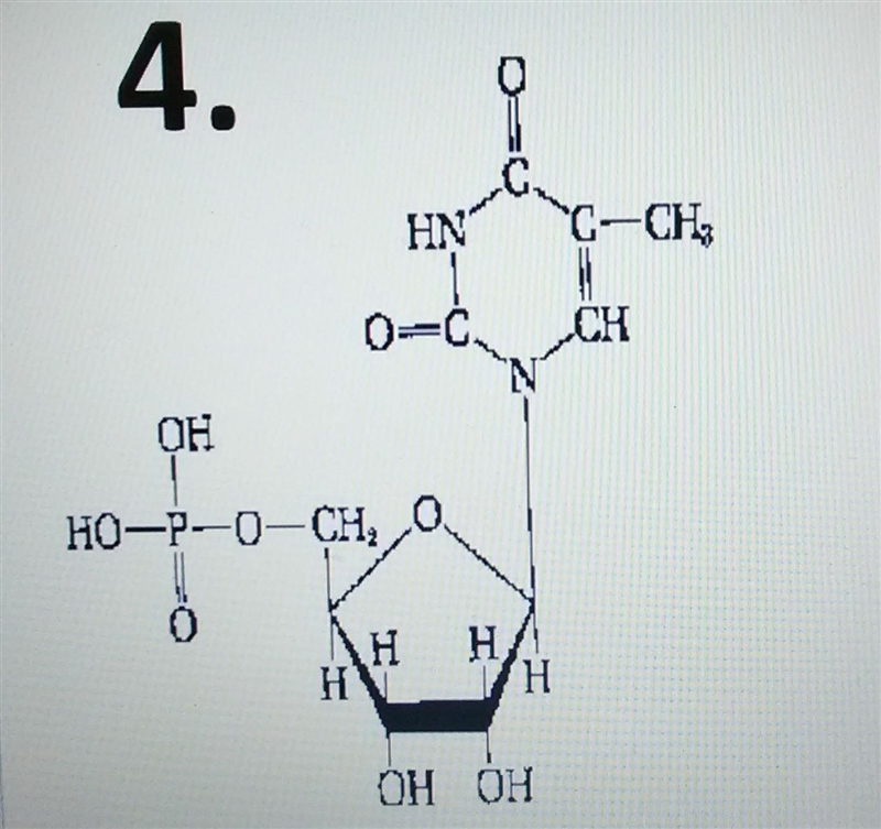 What compound is this? Carbohydrates Lipids Nucleic acids Proteins ​-example-1