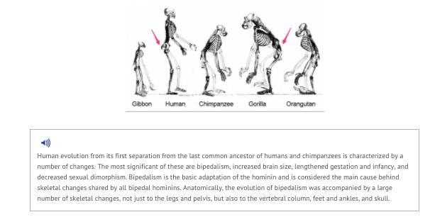 The images above all illustrate the presence of a vestigial structure. What is this-example-1