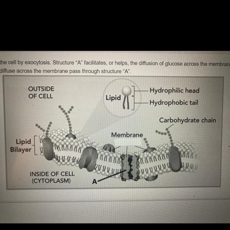 Large molecules enter the cell by endocytosis and exit the cell by exocytosis. Structure-example-1