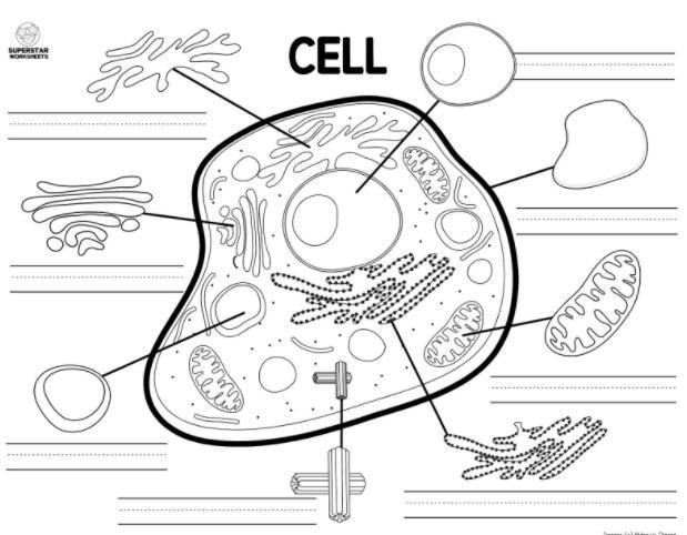 Animal cell can you label what is what, please and thank you.-example-1