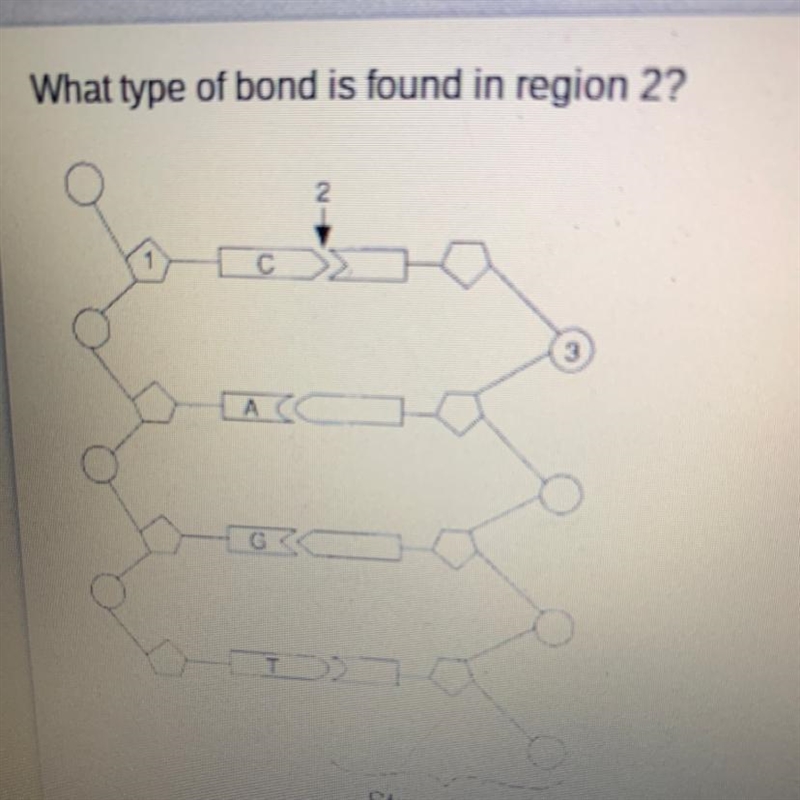 What type of bond is found in region 2? A. Hydrogen bonds B. Peptide bonds C. Covalent-example-1