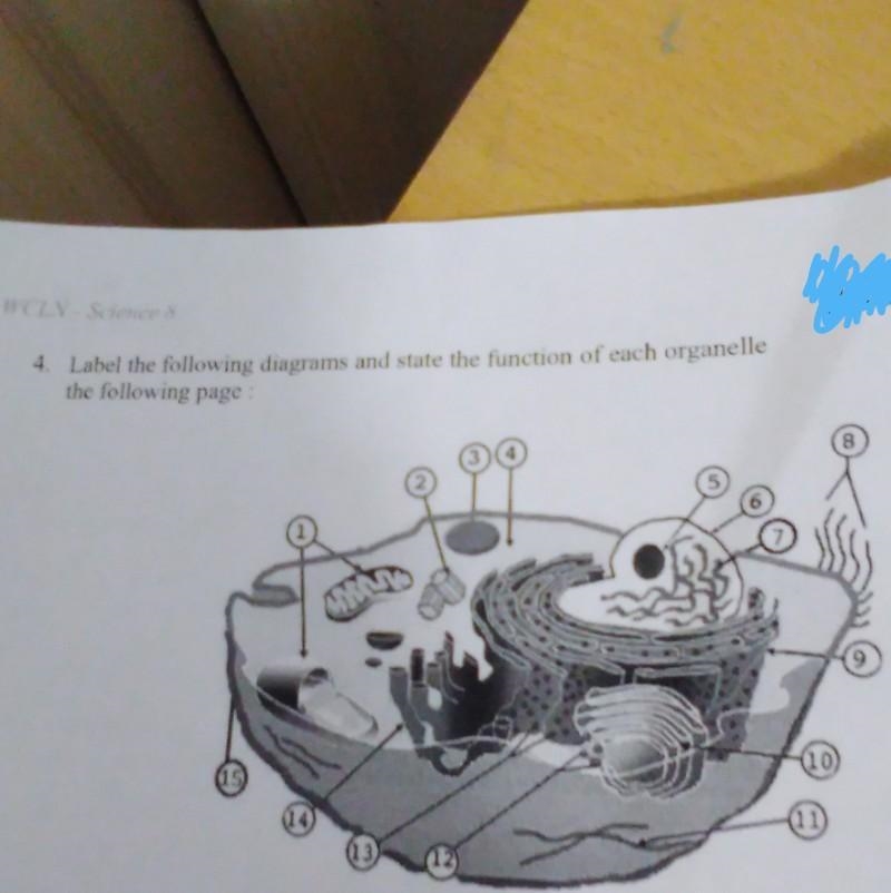 What are each organelles labels on this diagram?​-example-1