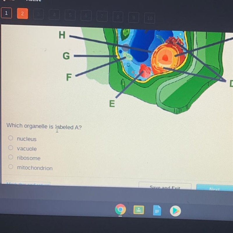 Consider this plant cell. А B. С H- G - D E which organelle is labeled a-example-1