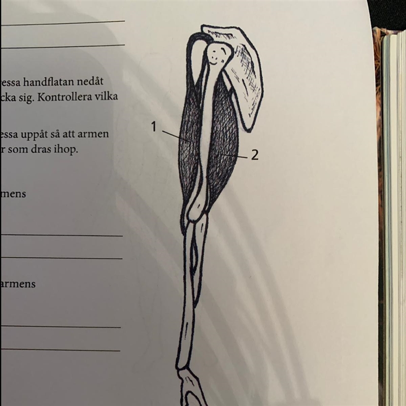 What is the names of these 2 muscles? it's an arm btw-example-1