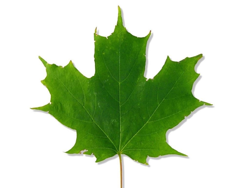 What is the name of this leaf, see attached document for image-example-1