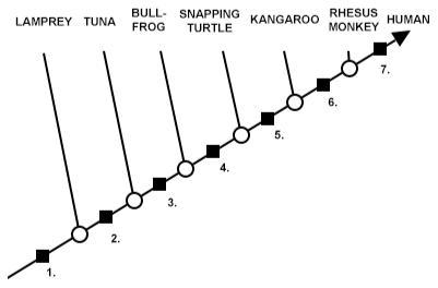 This phylogenetic tree shows a relationship of all of these organisms. What trait-example-1