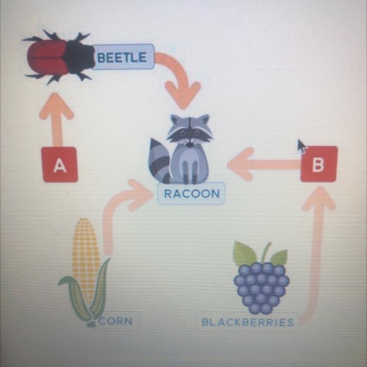 HELP!!!!!! I WILL GIVE BRAILIEST!!! The diagram below shows a good web. If a certain-example-1