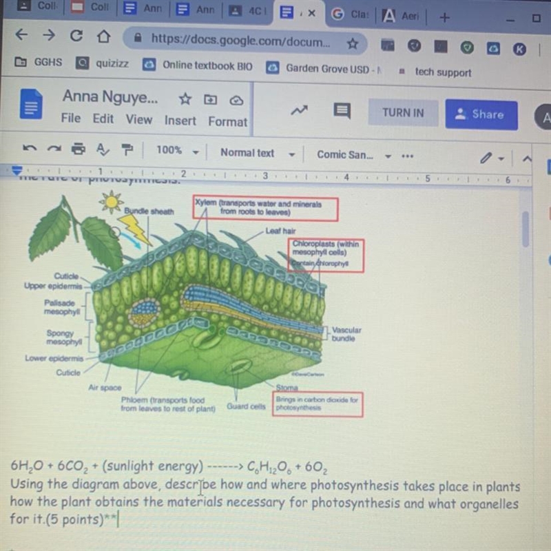 How does photosynthesis take place in plants?NEED HELP ASAP-example-1